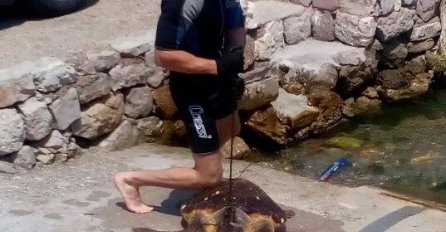 FOTOGRAFIJA IZAZVALA BUJICU KOMENTARA: Ronilac ubio glavatu kornjaču!  