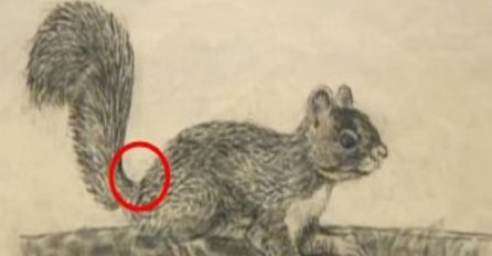 Sigurno ste pomislili da je ovo slika vjeverice: Pogledajte malo detaljnije što se krije i ostat ćete bez teksta! (VIDEO)