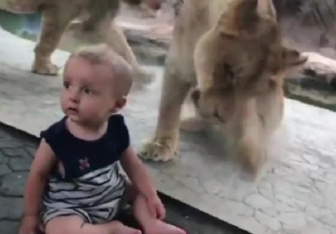 Otišla je u zoološki vrt i svoju bebicu ostavila pokraj odrasle lavice, malo dijete nije imalo pojma! (VIDEO)