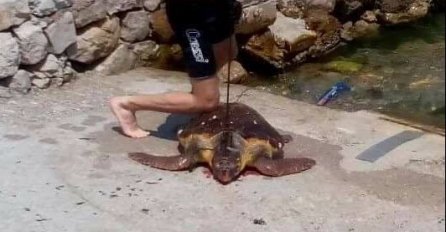 ZASTRAŠUJUĆA FOTKA KOJA SE PROŠIRILA DRUŠTVENIM MREŽAMA:  Ubio morsku kornjaču, a sada ga čeka kazna!