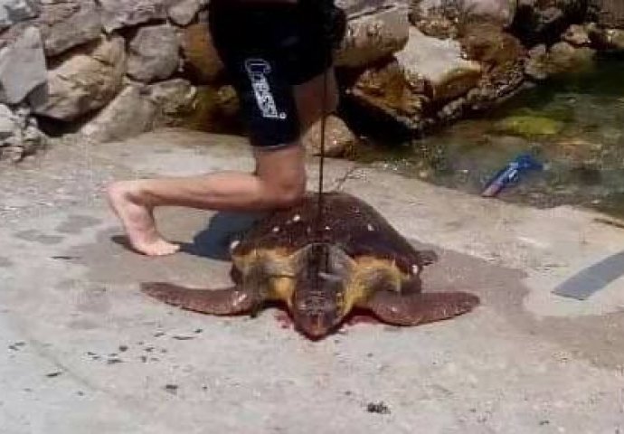 ZASTRAŠUJUĆA FOTKA KOJA SE PROŠIRILA DRUŠTVENIM MREŽAMA:  Ubio morsku kornjaču, a sada ga čeka kazna!