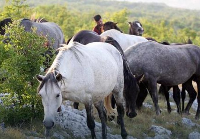 MOSTARAC IMA VELIKO SRCE -  Na +40 spašava divlje konje od žeđi - 'Ugroženi su, napadaju ih vukovi'