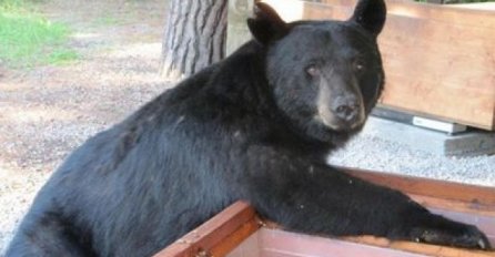 STRAŠNO: Medvjed polomio i razbacao desetine košnica, mještani nemoćni 