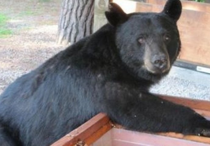 STRAŠNO: Medvjed polomio i razbacao desetine košnica, mještani nemoćni 