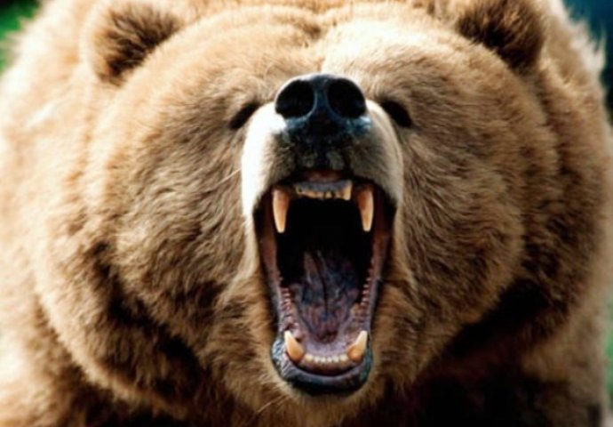 BESANA NOĆ: Medvjed provalio u dvorište i napao životnje