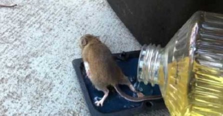 Uhvatio je miša na ljepljivu zamku: Kada ga je htio osloboditi, desilo se nešto što nikako nije očekivao! (VIDEO)