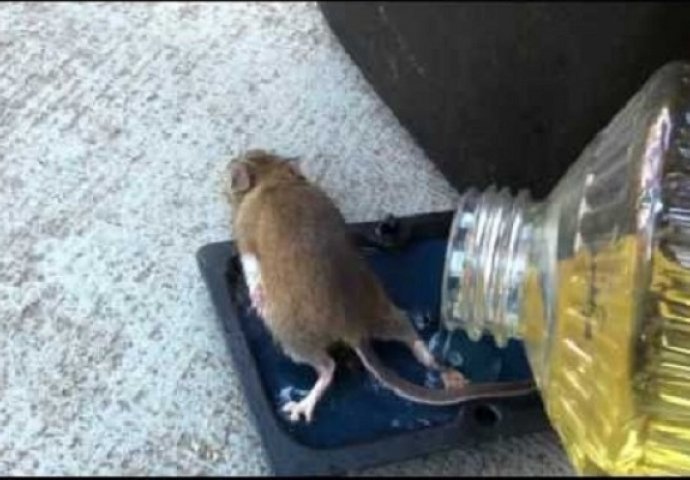 Uhvatio je miša na ljepljivu zamku: Kada ga je htio osloboditi, desilo se nešto što nikako nije očekivao! (VIDEO)