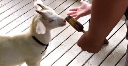Odlučila je da svojoj maloj kozi da malo sladoleda, dobro gledajte šta će uslijediti na 0:12! (VIDEO)