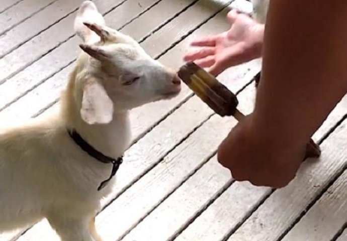 Odlučila je da svojoj maloj kozi da malo sladoleda, dobro gledajte šta će uslijediti na 0:12! (VIDEO)