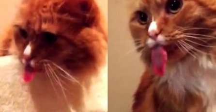 Nećete vjerovati šta ova maca uradi svaki put kada čuje zvuk ljepljive trake (VIDEO) 
