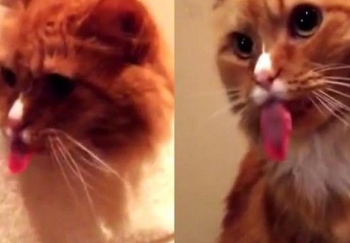 Nećete vjerovati šta ova maca uradi svaki put kada čuje zvuk ljepljive trake (VIDEO) 