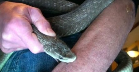 Pustio je da ga ugrizu dvije najotrovnije zmije na svijetu, pogledajte šta se dešava sa njegove ruke (VIDEO)