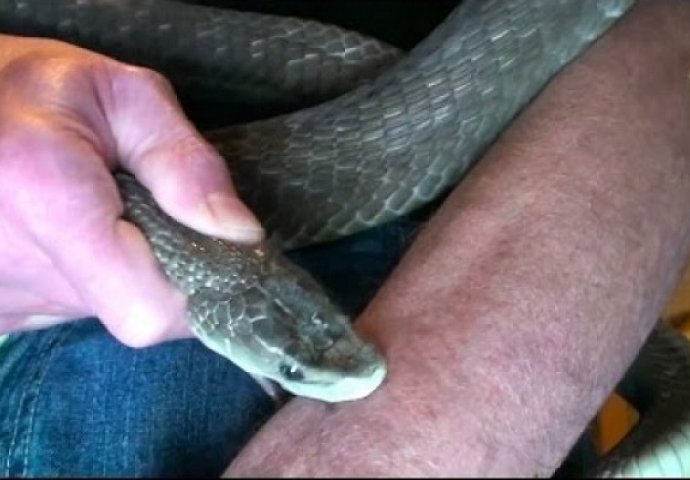 Pustio je da ga ugrizu dvije najotrovnije zmije na svijetu, pogledajte šta se dešava sa njegove ruke (VIDEO)