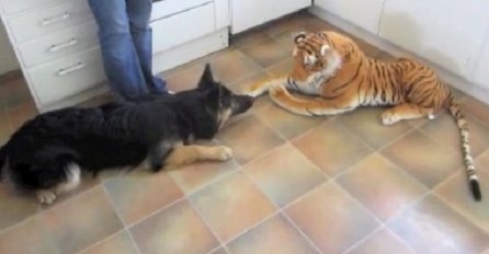 Ostavio je plišanog tigra u kuhinji, a reakcija njegovog vučjaka nasmijala je milione! (VIDEO)
