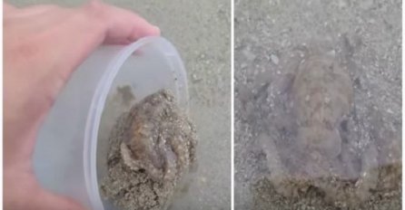 Čovjek spasio hobotnicu koja se nasukala, zauzvrat je dobio neočekivanu zahvalu koju nikada neće zaboraviti (VIDEO)