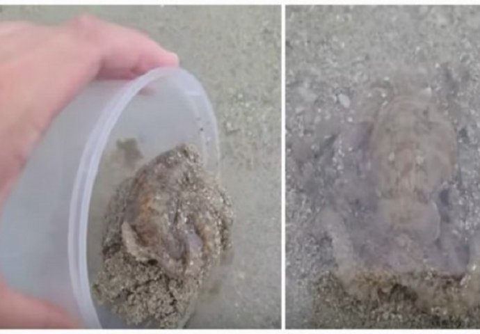 Čovjek spasio hobotnicu koja se nasukala, zauzvrat je dobio neočekivanu zahvalu koju nikada neće zaboraviti (VIDEO)