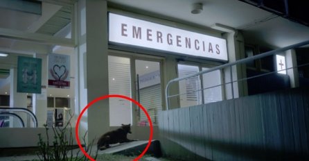 Pas je čekao svog vlasnika ispred bolnice, ali kada je shvatio da se više neće vratiti uradio je nešto srceparajuće! (VIDEO)