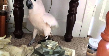 Rekli su svojoj ptici da mora ići veterinaru, njezina reakcija je blago rečeno histerična! (VIDEO)