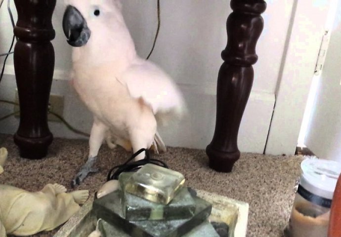 Rekli su svojoj ptici da mora ići veterinaru, njezina reakcija je blago rečeno histerična! (VIDEO)