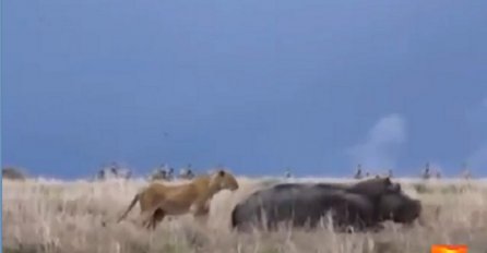 Gladna lavica spazila nilskog konja kako spava i krenula u napad, to joj je bila najveća greška u životu! (VIDEO)