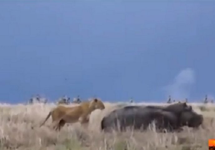 Gladna lavica spazila nilskog konja kako spava i krenula u napad, to joj je bila najveća greška u životu! (VIDEO)