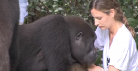 Djevojčica je odrasla sa 2 gorile: 12 godina kasnije, oni su se opet sreli u divljini! (VIDEO)