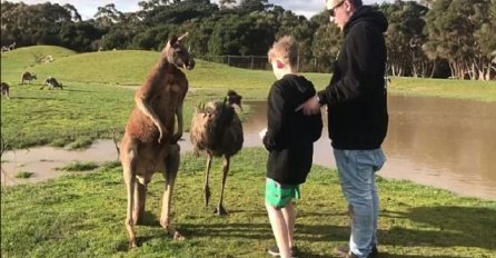 Odveo je sina u zoološki vrt da vidi životinje, a onda je dječaka odrasli kengur udario snažnom "ljevicom" direktno u lice! (VIDEO) 