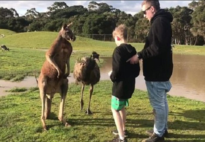 Odveo je sina u zoološki vrt da vidi životinje, a onda je dječaka odrasli kengur udario snažnom "ljevicom" direktno u lice! (VIDEO) 