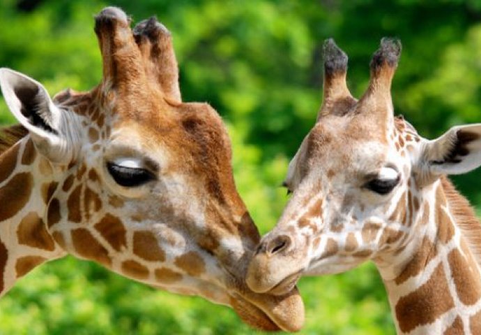 MOŽDA NISTE ZNALI ? Žirafe imaju najviši vrat,  najveće srce i četiri želuca