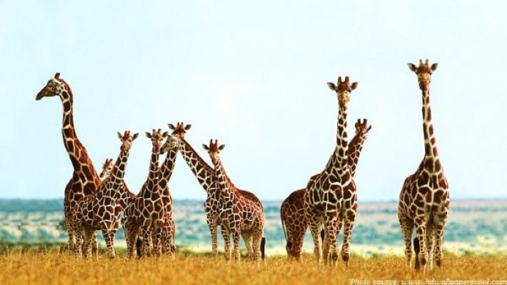 giraffes-300x169-2x