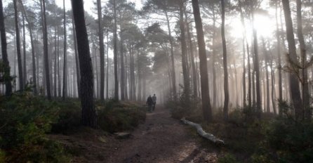 PSIHO TEST KOJI OTKRIVA SVE O VAMA: Zamislite da ste u šumi i odgovorite na 10 pitanja