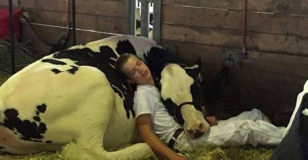 Dječak zaspao s obiteljskom kravom i oduševio internet 