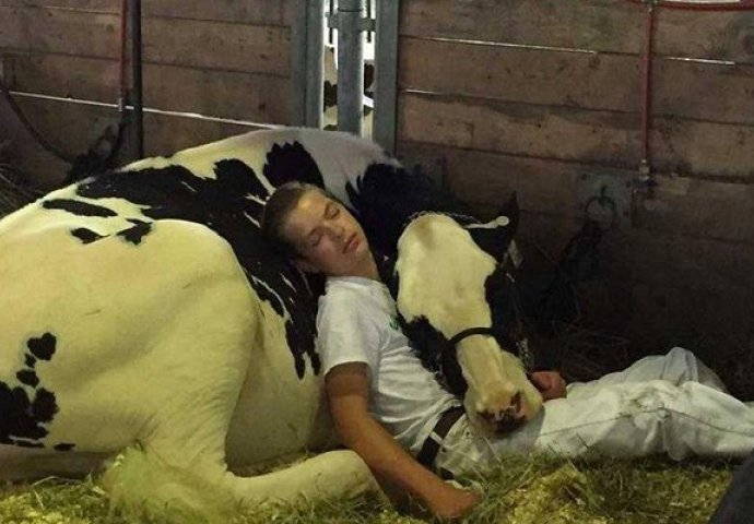 Dječak zaspao s obiteljskom kravom i oduševio internet 