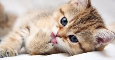 RAZMIŠLJATE O NABAVLJANJU KUĆNOG LJUBIMCA? Ovo su razlozi zašto su mačke dobre za zdravlje!
