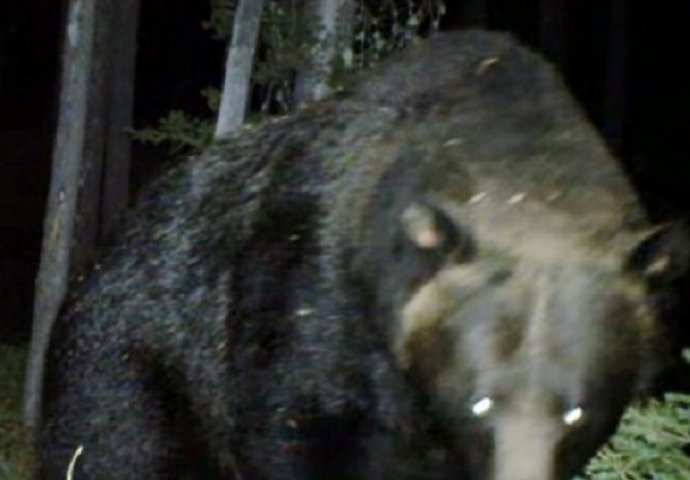 Otišao je u šumu i postavio kameru da snima preko noći: Na snimku se pojavio veliki crni medvjed, a onda je uslijedio šok! (VIDEO)