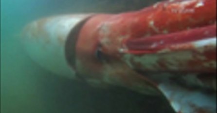 ČUDOVIŠTE IZ DUBINA: Japanci pod vodom snimili džinovsku lignju dugu preko 4 metra (VIDEO) 