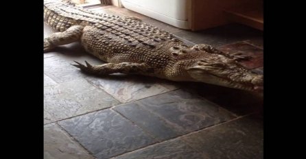 NEOČEKIVANA REAKCIJA: Ugledala krokodila na vratima, a pogledajte šta je zatim uradila! (VIDEO)