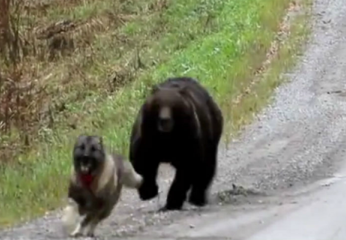 Pas je prišao medvjedu kako bi ga izazvao, ali ubrzo zatim njegov vlasnik počinje da viče! (VIDEO)