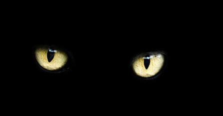 DA LI VAS JE STRAH PROČITATI OVO? Mačke po noći vide ZLE DUHOVE - Tada se OVAKO ponašaju...