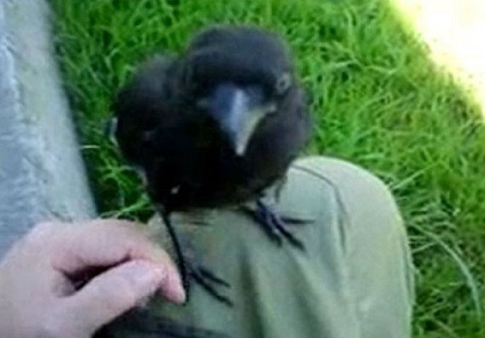 Mala vrana je prišla i skočila na njegovo koljeno, sada pogledajte šta se događa kada joj dotakne noge! (VIDEO)