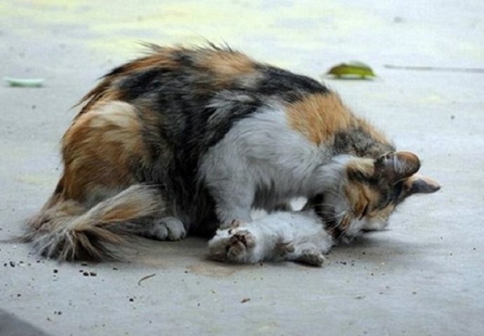 Nakon što joj je netko ubio mačiće, mačka je očajnički pokušavala oživjeti svoje bebe