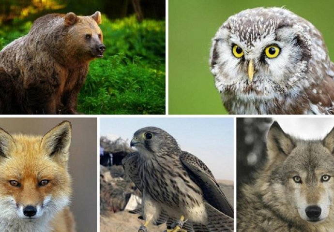 Koja od ovih pet životinja vas jako privlači? Evo što to znači