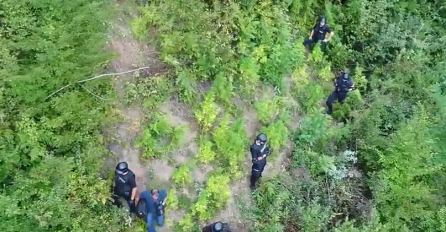 Policija u Zenici pronašla ogromnu plantažu konoplje skrivenu duboko u šumi