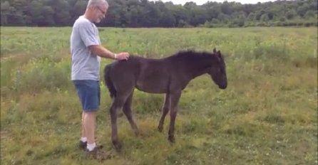 Prišao je malom konju s leđa, dobro obratite pažnju šta se događa na 0:13 sekundi! (VIDEO)