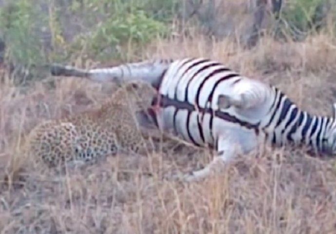 Gladni leopard je trgao mrtvu zebru, a onda se na 0:10 događa nešto neočekivano! (VIDEO)