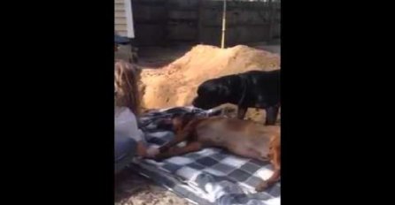 Ovaj pas očajno tuguje za svojim mrtvim bratom, njegova reakcija će vam slomiti srce (VIDEO)