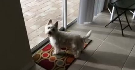 Pas je ušao u novu porodičnu kuću, pogledajte njegovu reakciju kada je vidio šta se nalazi u dvorištu! (VIDEO)