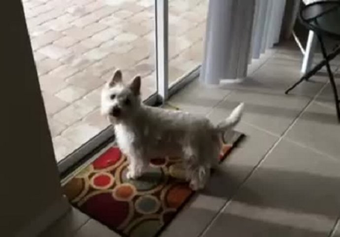 Pas je ušao u novu porodičnu kuću, pogledajte njegovu reakciju kada je vidio šta se nalazi u dvorištu! (VIDEO)