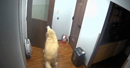 Pas otvorio troja vrata kako bi pobjegao iz pseće bolnice (VIDEO)