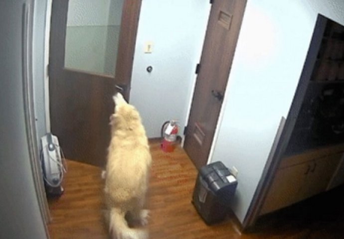 Pas otvorio troja vrata kako bi pobjegao iz pseće bolnice (VIDEO)